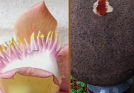 #Shorts 29 :நாகலிங்க மரத்தின் காயை பார்த்தது உண்டா? -Mallika Badrinath