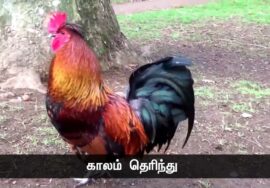 காலம் தெரிந்து கூவும் சேவலைக் கவிழ்த்துப் போட்டாலும் நிறுத்தாது; – பட்டுக்கோட்டை கல்யாணசுந்தரனார்