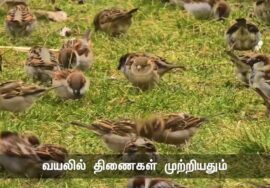 எரும்பும் திணைக்குருவியும்! நாமும் பழங்குடிகளாக இருந்தபோது இப்படி உயிர்களுடன் இயைந்து வாழ்ந்தவர்களே