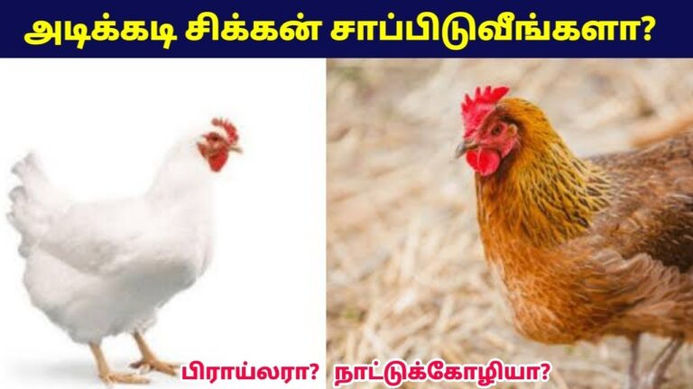 சிக்கன் சாப்பிட வேண்டாம் | Broiler Chicken vs Country Chicken Health Benefits